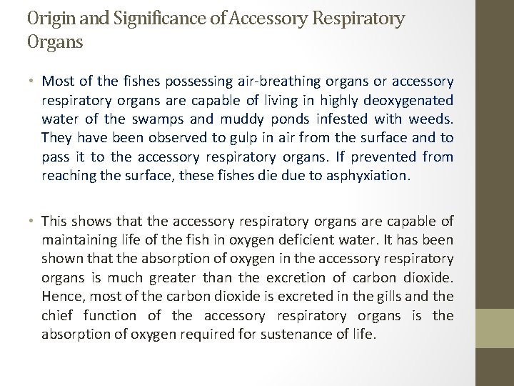 Origin and Significance of Accessory Respiratory Organs • Most of the fishes possessing air