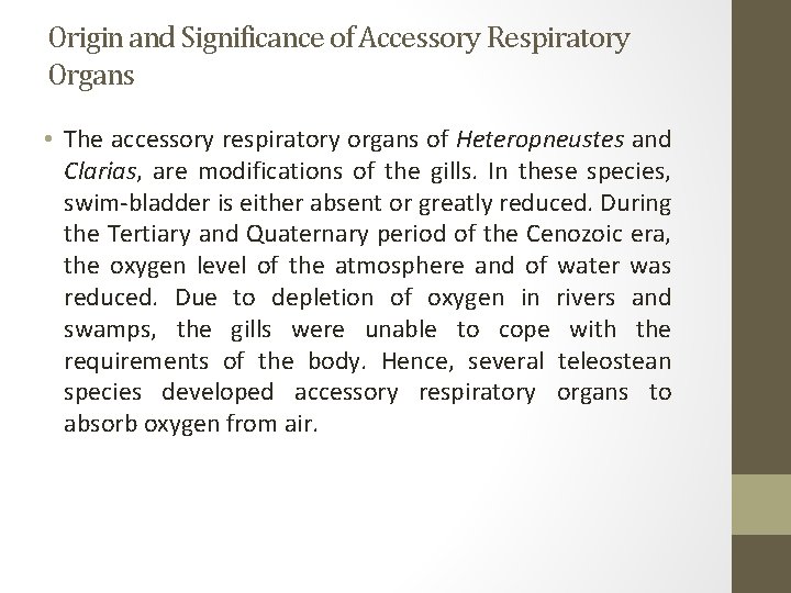 Origin and Significance of Accessory Respiratory Organs • The accessory respiratory organs of Heteropneustes