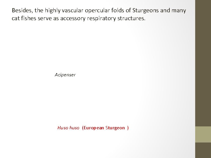 Besides, the highly vascular opercular folds of Sturgeons and many cat fishes serve as