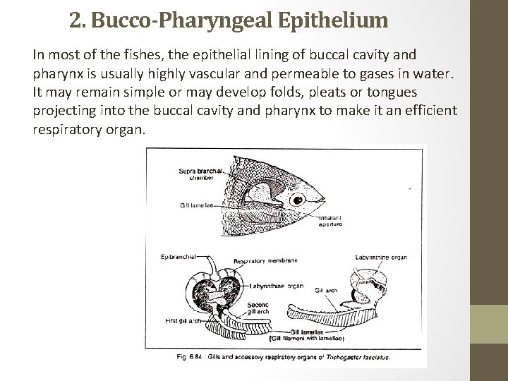 2. Bucco-Pharyngeal Epithelium In most of the fishes, the epithelial lining of buccal cavity