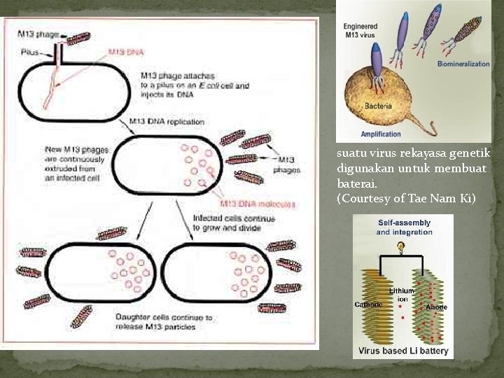 suatu virus rekayasa genetik digunakan untuk membuat baterai. (Courtesy of Tae Nam Ki) suatu virus rekayasa genetik digunakan untuk membuat baterai. (Courtesy of Tae Nam Ki)