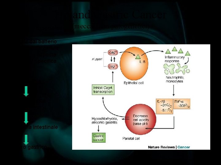 Hp and Gastric Cancer La cytotoxin associated gene – A introdotta dal batterio all’interno