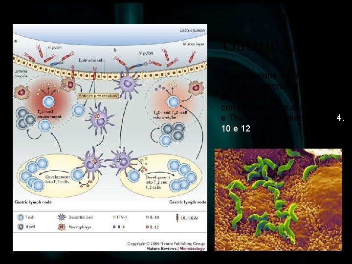 Hp and Gastric Cancer Presentazione dell’antigene HP mediante macrofagi e cellule dendritiche con reclutamento