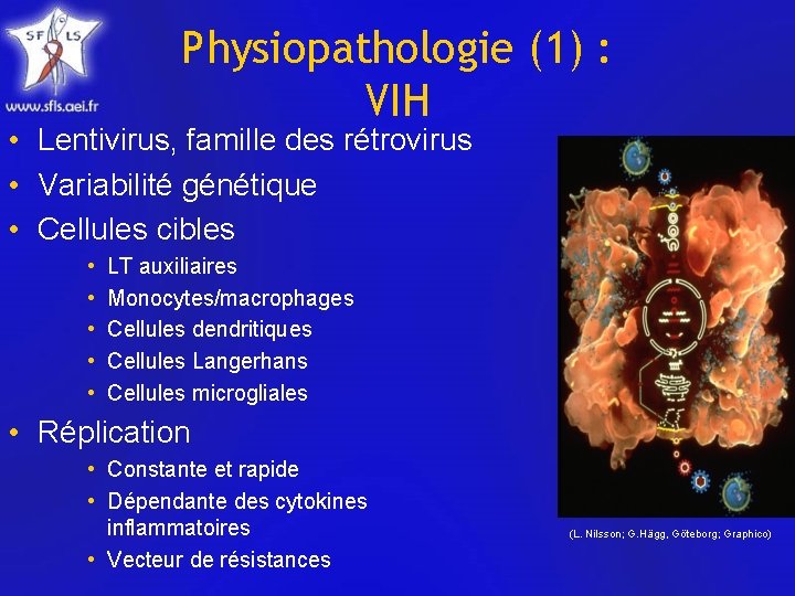 Physiopathologie (1) : VIH • Lentivirus, famille des rétrovirus • Variabilité génétique • Cellules