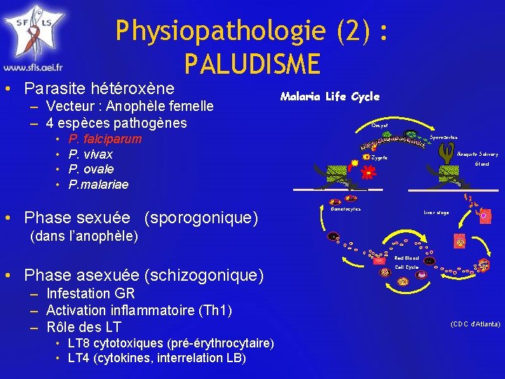 Physiopathologie (2) : PALUDISME • Parasite hétéroxène – Vecteur : Anophèle femelle – 4