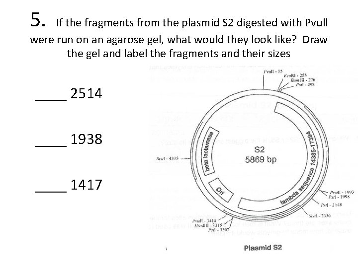 5. If the fragments from the plasmid S 2 digested with Pvull were run