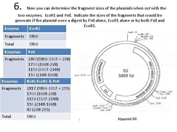 6. Now you can determine the fragment sizes of the plasmids when cut with