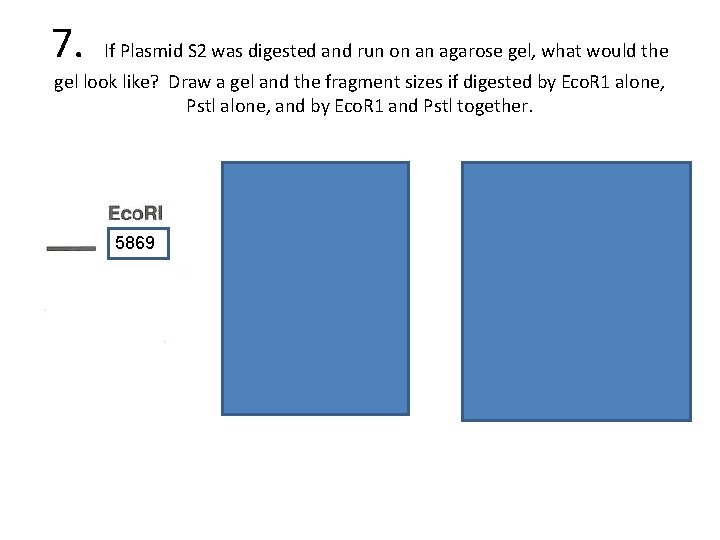 7. If Plasmid S 2 was digested and run on an agarose gel, what