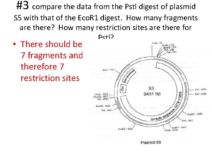 #3 compare the data from the Pstl digest of plasmid S 5 with that