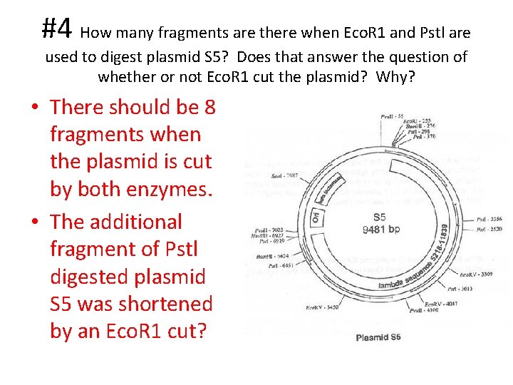 #4 How many fragments are there when Eco. R 1 and Pstl are used