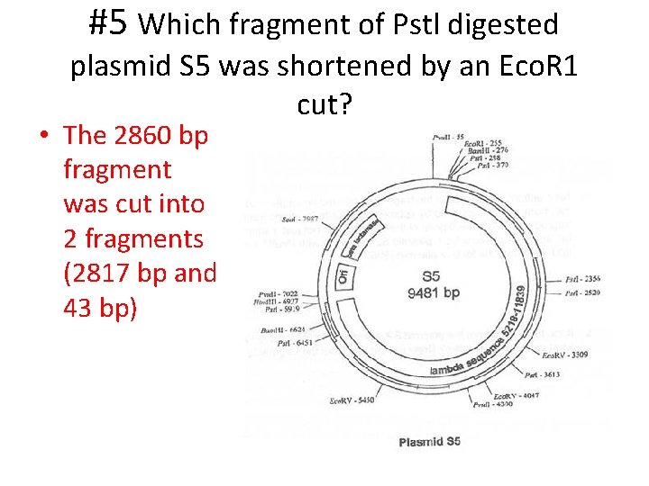 #5 Which fragment of Pstl digested plasmid S 5 was shortened by an Eco.