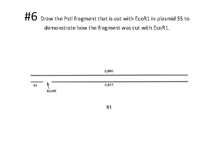 #6 Draw the Pstl fragment that is cut with Eco. R 1 in plasmid