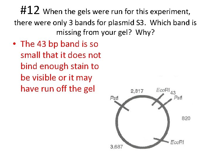 #12 When the gels were run for this experiment, there were only 3 bands