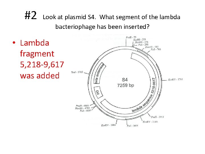 #2 Look at plasmid S 4. What segment of the lambda bacteriophage has been