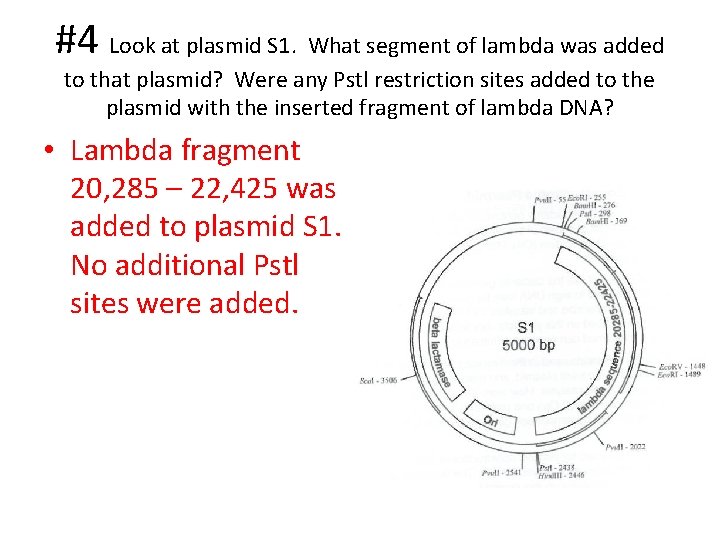 #4 Look at plasmid S 1. What segment of lambda was added to that