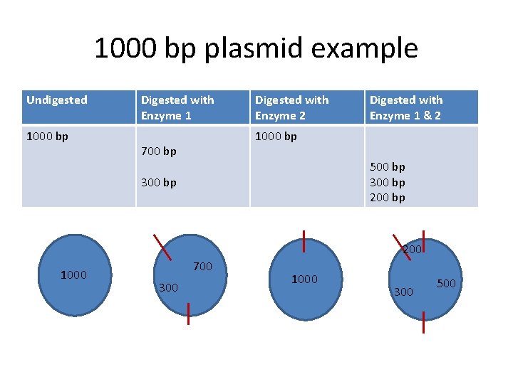 1000 bp plasmid example Undigested 1000 bp Digested with Enzyme 1 Digested with Enzyme