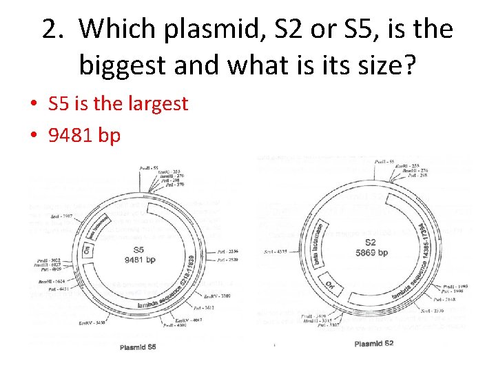 2. Which plasmid, S 2 or S 5, is the biggest and what is