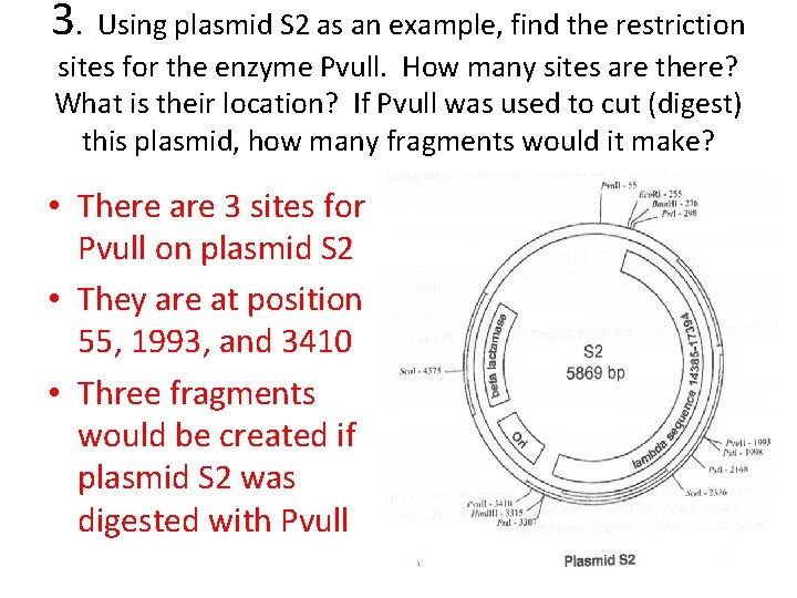 3. Using plasmid S 2 as an example, find the restriction sites for the