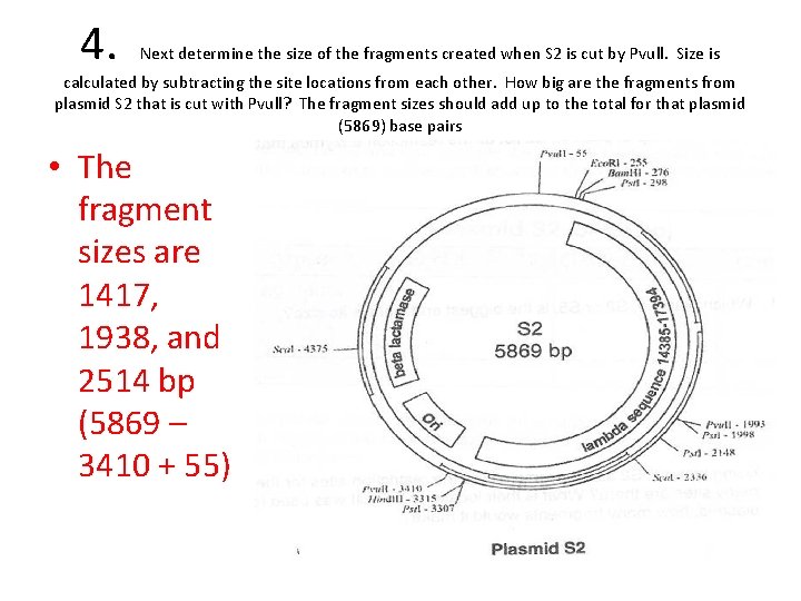 4. Next determine the size of the fragments created when S 2 is cut