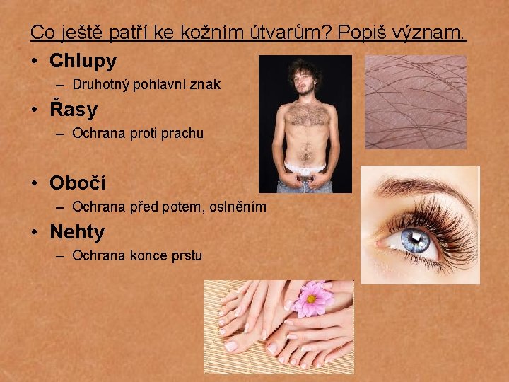 Co ještě patří ke kožním útvarům? Popiš význam. • Chlupy – Druhotný pohlavní znak