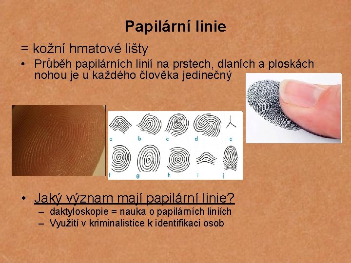 Papilární linie = kožní hmatové lišty • Průběh papilárních linií na prstech, dlaních a