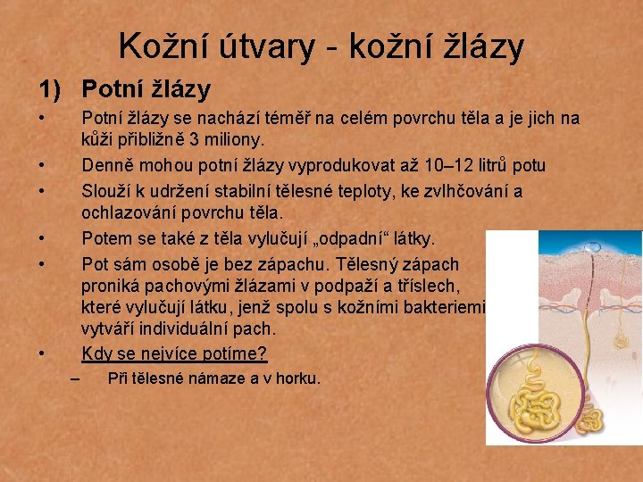 Kožní útvary - kožní žlázy 1) Potní žlázy • Potní žlázy se nachází téměř