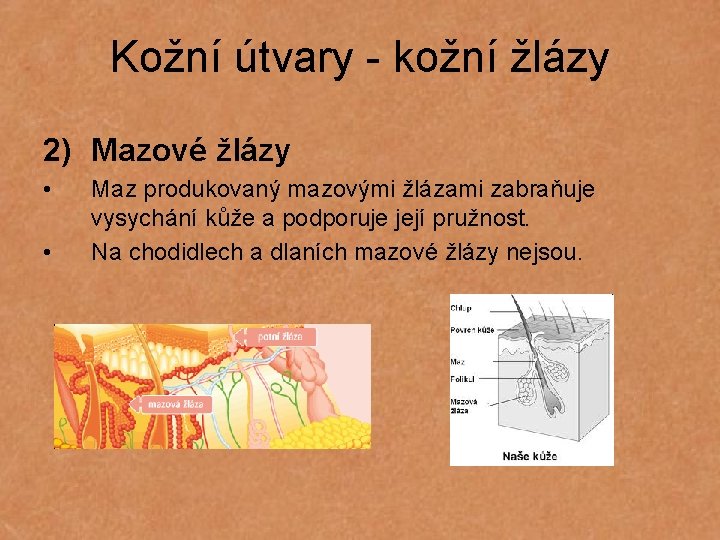 Kožní útvary - kožní žlázy 2) Mazové žlázy • • Maz produkovaný mazovými žlázami