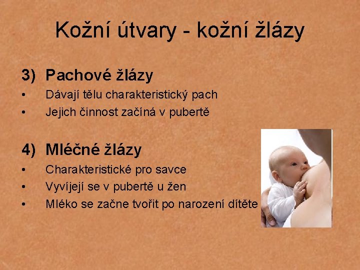 Kožní útvary - kožní žlázy 3) Pachové žlázy • • Dávají tělu charakteristický pach