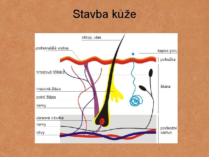 Stavba kůže 