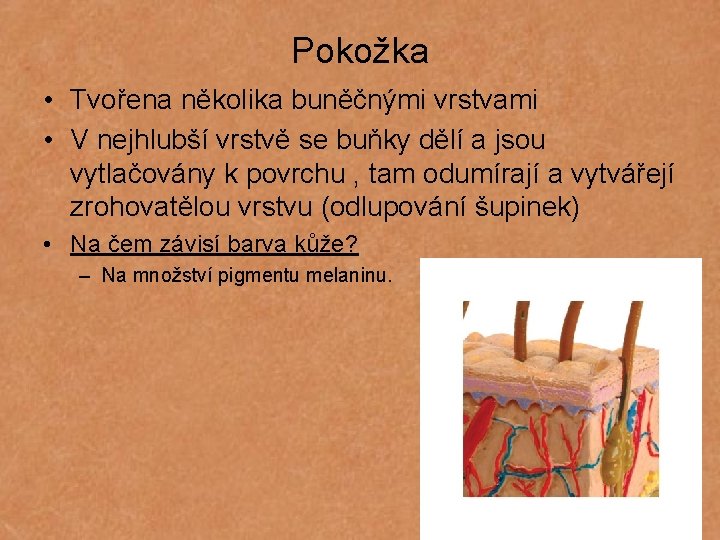 Pokožka • Tvořena několika buněčnými vrstvami • V nejhlubší vrstvě se buňky dělí a