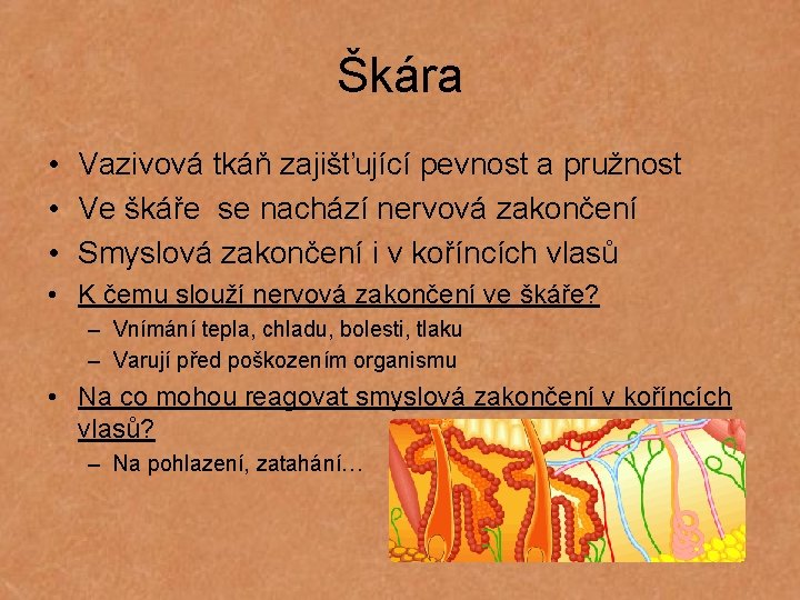 Škára • Vazivová tkáň zajišťující pevnost a pružnost • Ve škáře se nachází nervová