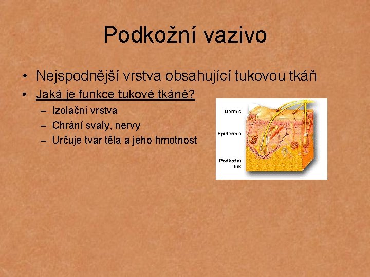 Podkožní vazivo • Nejspodnější vrstva obsahující tukovou tkáň • Jaká je funkce tukové tkáně?