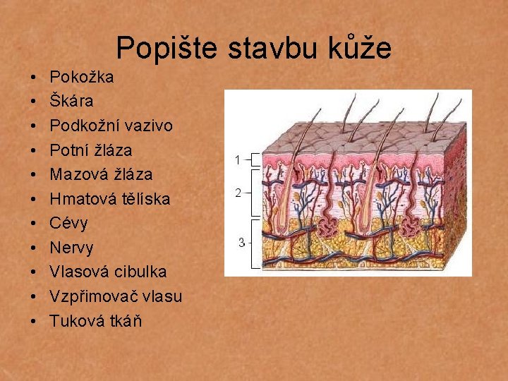 Popište stavbu kůže • • • Pokožka Škára Podkožní vazivo Potní žláza Mazová žláza