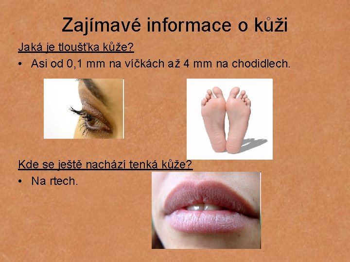 Zajímavé informace o kůži Jaká je tloušťka kůže? • Asi od 0, 1 mm