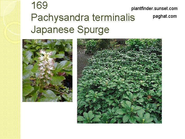 169 plantfinder. sunset. com paghat. com Pachysandra terminalis Japanese Spurge 