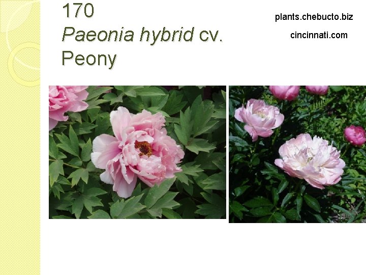 170 Paeonia hybrid cv. Peony plants. chebucto. biz cincinnati. com 