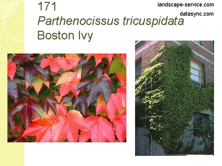 landscape-service. com 171 datasync. com Parthenocissus tricuspidata Boston Ivy 