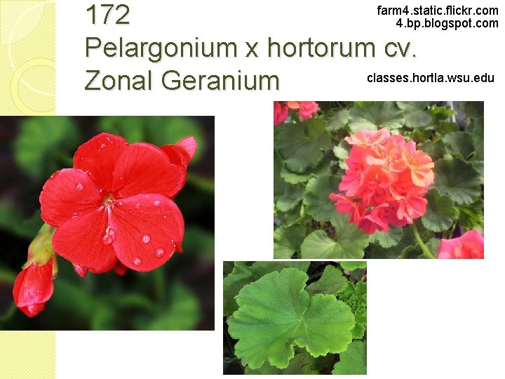 farm 4. static. flickr. com 172 4. bp. blogspot. com Pelargonium x hortorum cv.
