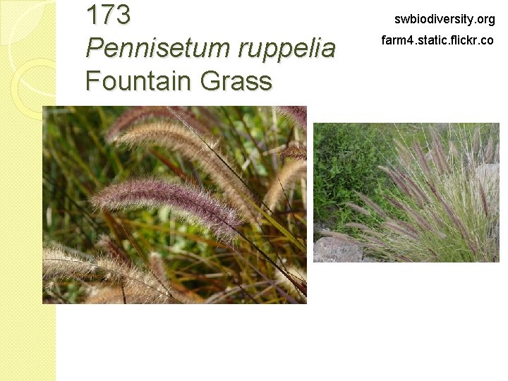 173 Pennisetum ruppelia Fountain Grass swbiodiversity. org farm 4. static. flickr. co 