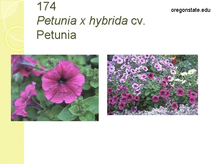 174 Petunia x hybrida cv. Petunia oregonstate. edu 