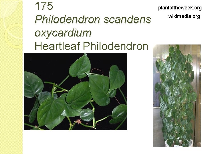 175 Philodendron scandens oxycardium Heartleaf Philodendron plantoftheweek. org wikimedia. org 