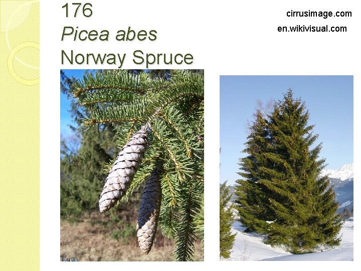 176 Picea abes Norway Spruce cirrusimage. com en. wikivisual. com 