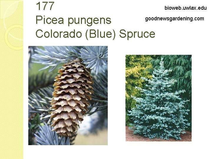 bioweb. uwlax. edu 177 goodnewsgardening. com Picea pungens Colorado (Blue) Spruce 