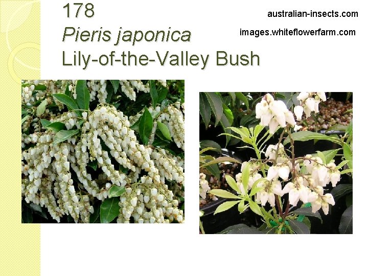 australian-insects. com 178 images. whiteflowerfarm. com Pieris japonica Lily-of-the-Valley Bush 