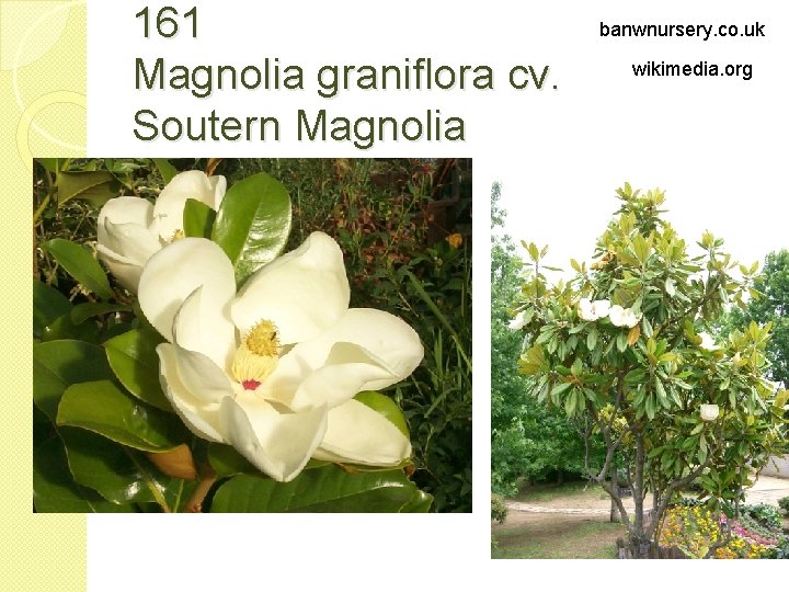 161 Magnolia graniflora cv. Soutern Magnolia banwnursery. co. uk wikimedia. org 