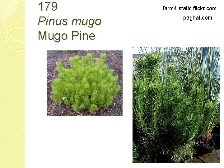 179 Pinus mugo Mugo Pine farm 4. static. flickr. com paghat. com 