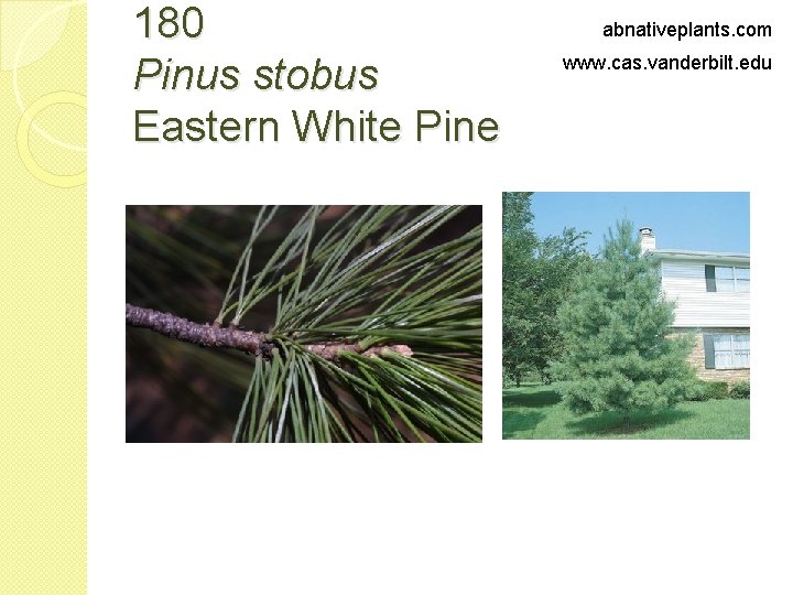 180 Pinus stobus Eastern White Pine abnativeplants. com www. cas. vanderbilt. edu 