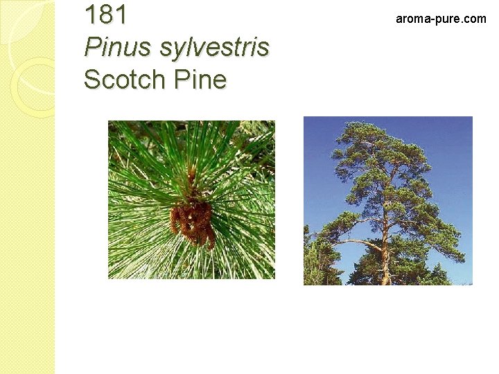 181 Pinus sylvestris Scotch Pine aroma-pure. com 