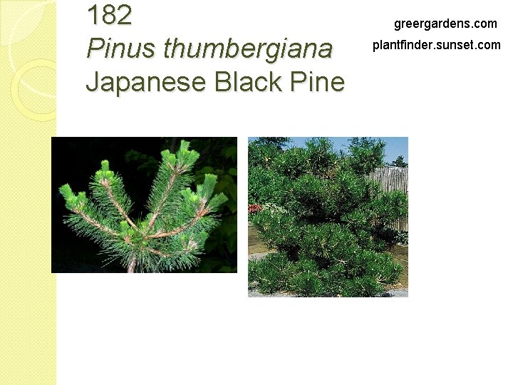 182 Pinus thumbergiana Japanese Black Pine greergardens. com plantfinder. sunset. com 