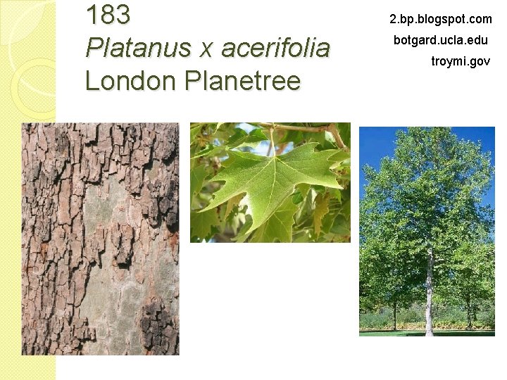 183 Platanus x acerifolia London Planetree 2. bp. blogspot. com botgard. ucla. edu troymi.